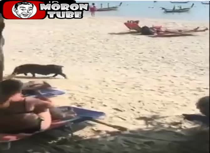 Video :The crotch of a lady is struck by a pig